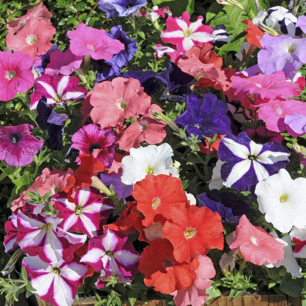 Thompson and Morgan Petunia Frenzy Mixed Plant Plug 72 Pack Image 1