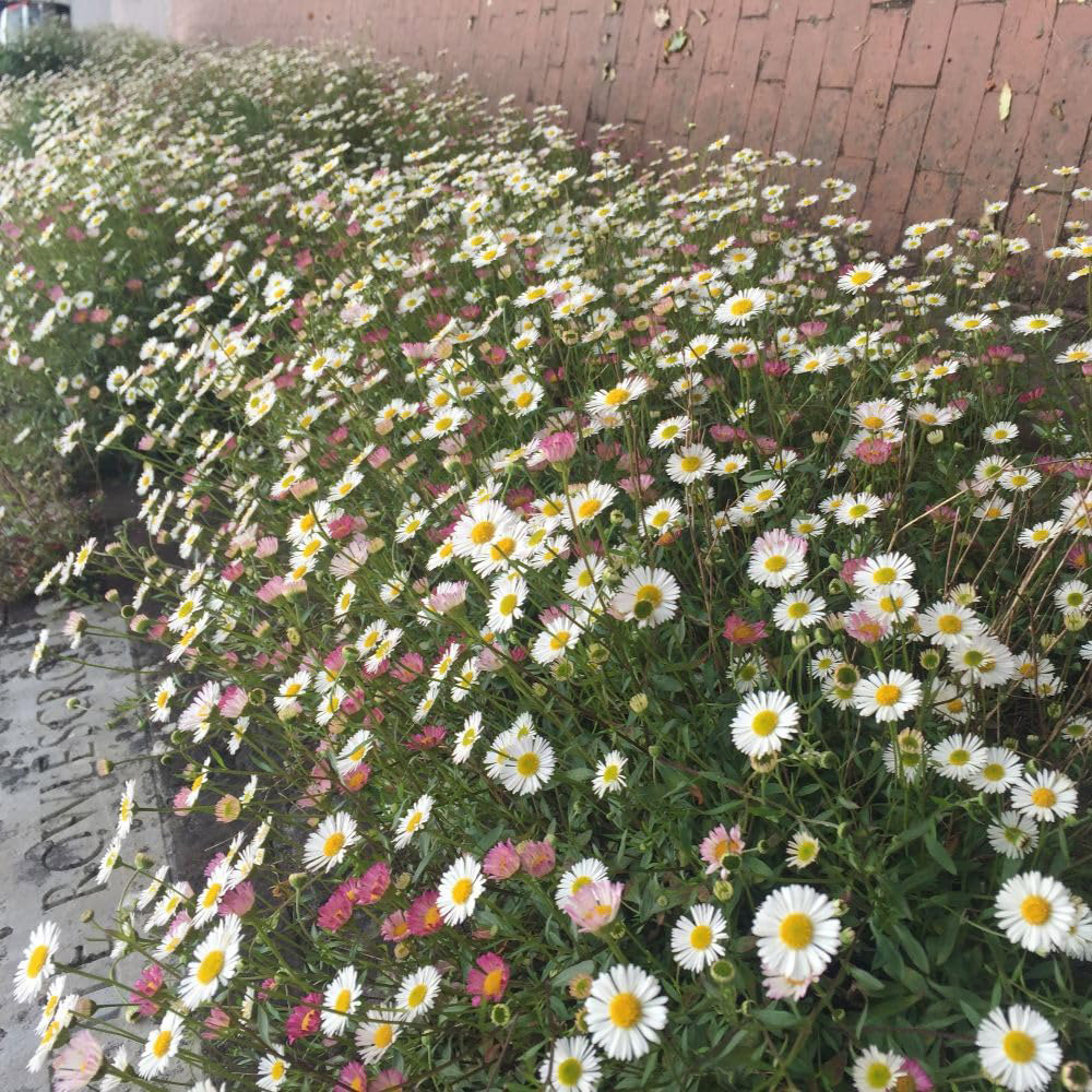Thompson and Morgan Erigeron Karvinskianus Plant Pot 2L Image 2