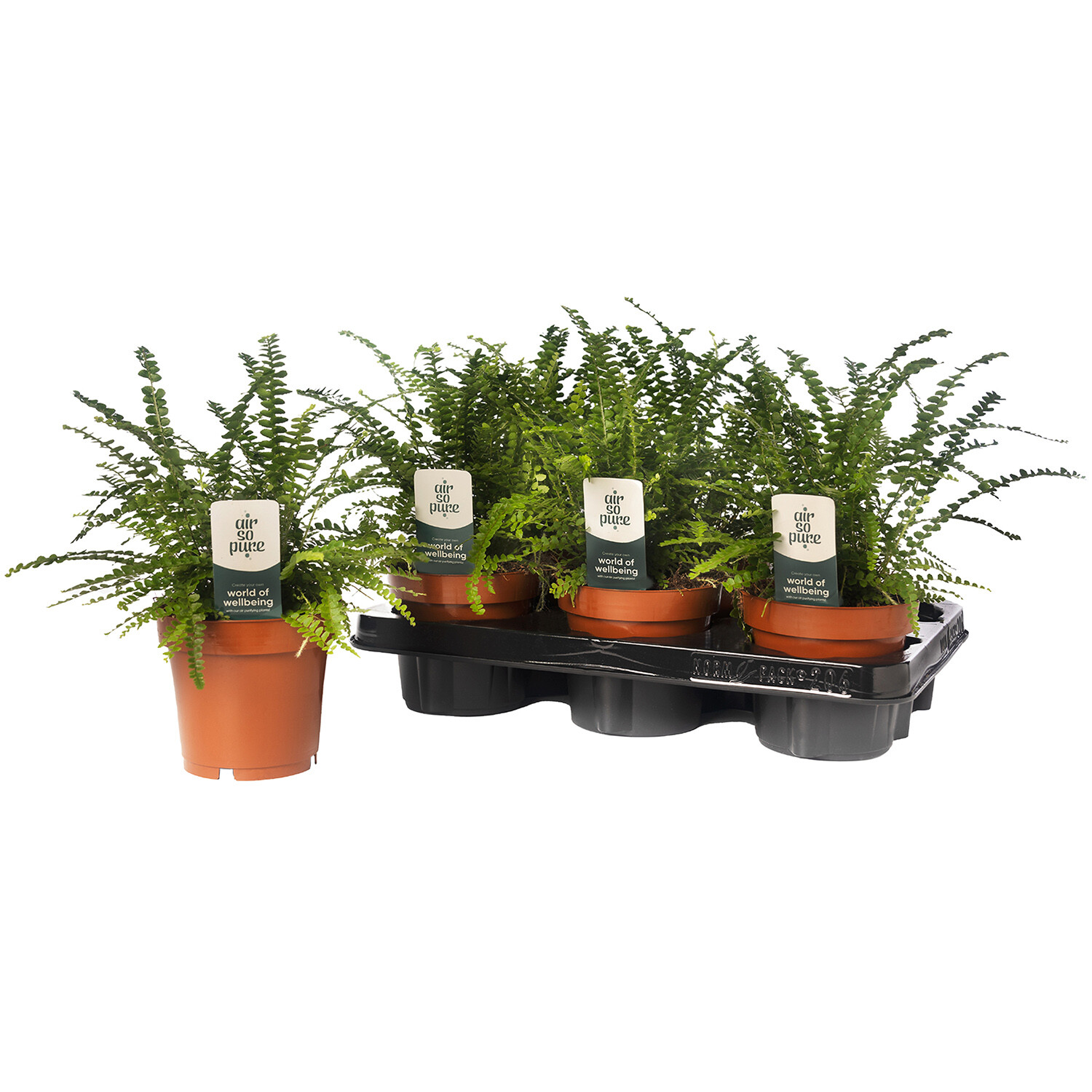 Nephrolepis Cordifolia - Green Image