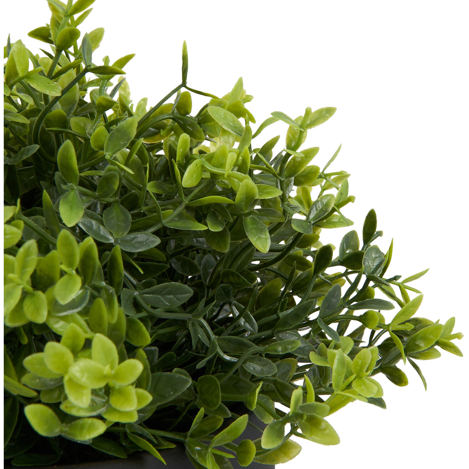 Grass in Black Pot - Black Image 3