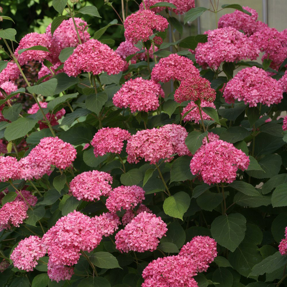 Thompson and Morgan Hydrangea Pink Annabelle Plant Pot 3L Image 4