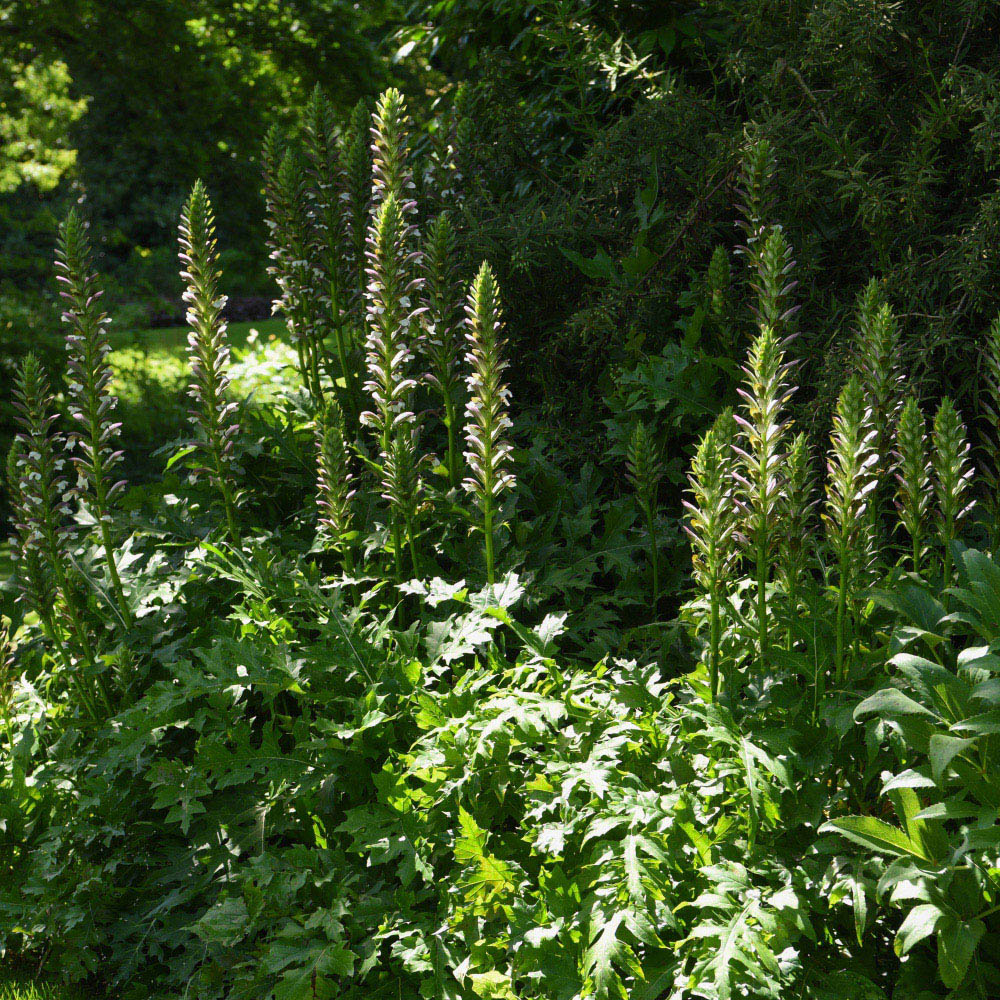Thompson and Morgan Acanthus Mollis Potted Plant 9cm 2 Pack Image 3