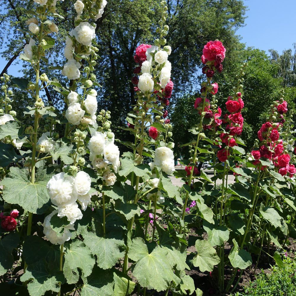 Thompson and Morgan Hollyhock Alcea Chaters Double Mixed Plant Pot 1L 3 Pack Image 4