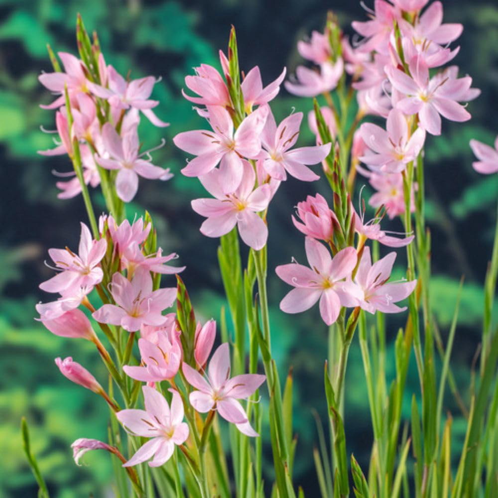 Thompson and Morgan Schizostylis Coccinea Mrs Hegarty Plant Pot 9cm 2 Pack Image 4