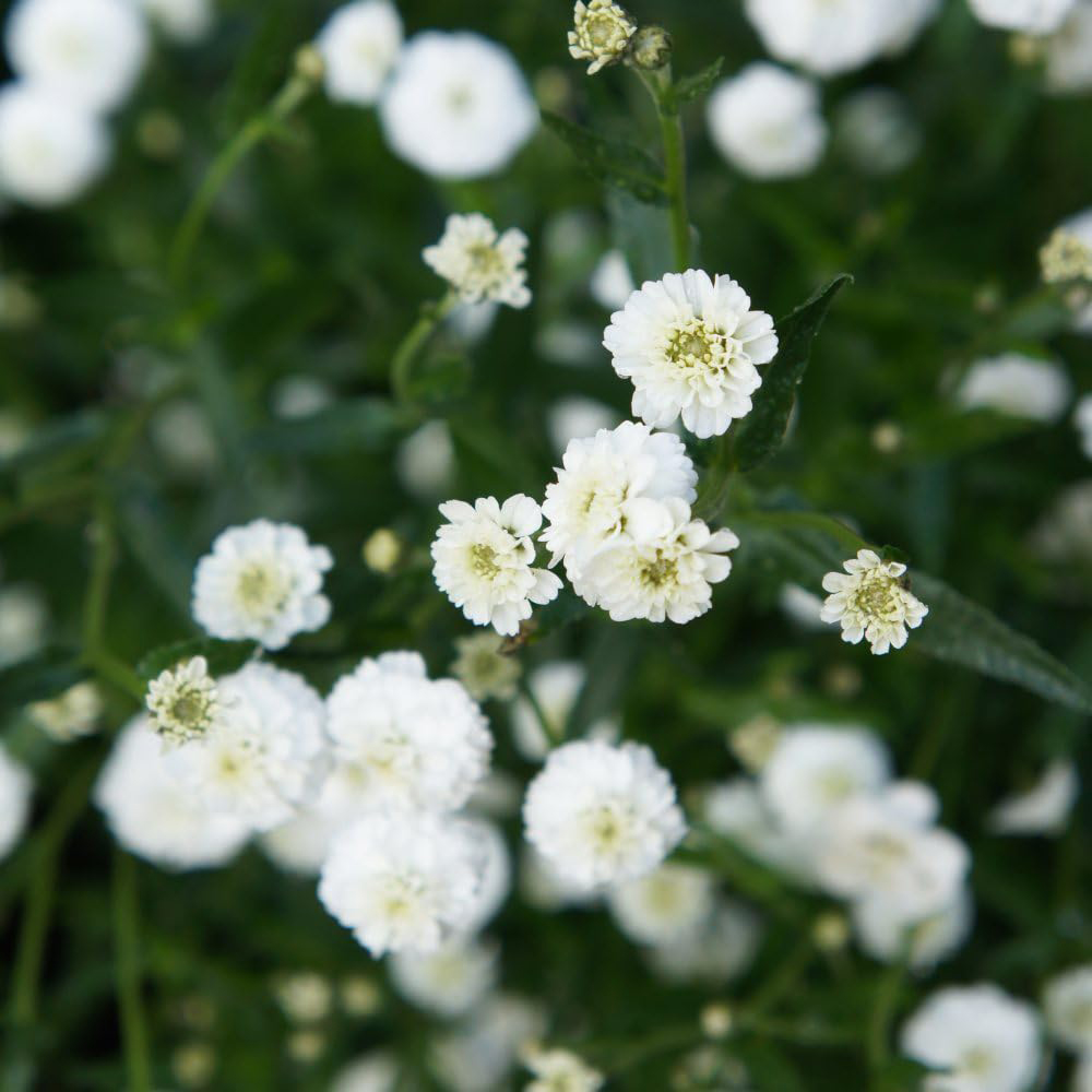 Thompson and Morgan Achillea Nobelssa Plant Pot 9cm 3 Pack Image 1