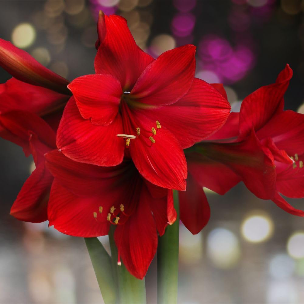 Thompson and Morgan Amaryllis Tabasco Bulb 2 Pack Image