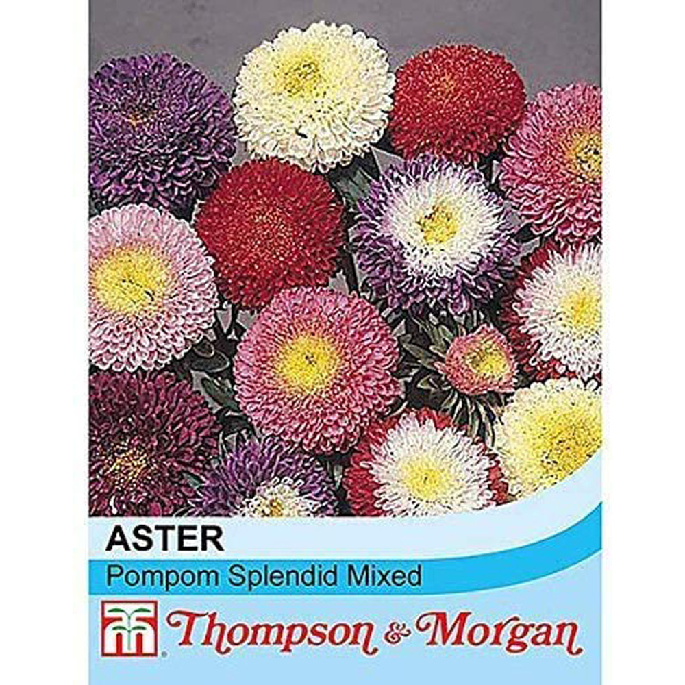 Thompson & Morgan Aster Pompon Splendid Mixed Seeds Image 2