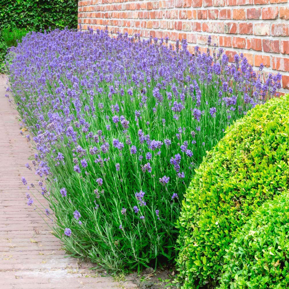 Thompson and Morgan Lavender Munstead Plant Plug 24 Pack Image 2