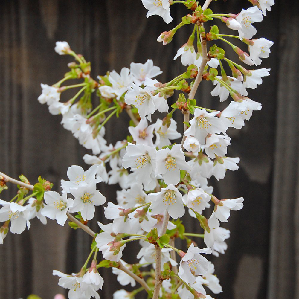 Thompson and Morgan Prunus Ornamental Kojo-No-Mai Cherry Plant Pot 9cm 3 Pack Image 2