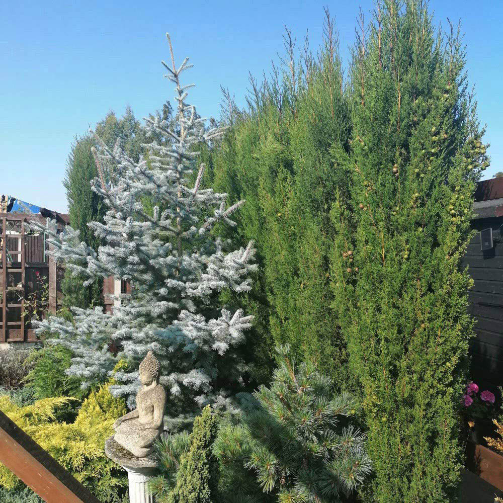 Thompson and Morgan Cupressus Sempervirens Italian Cypress Stricta Plant Pot 14cm 4 Pack Image 5