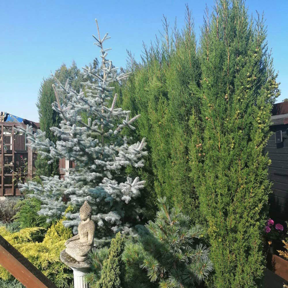 Thompson and Morgan Italian Cypress Plant Pot 14cm 2 Pack Image 5