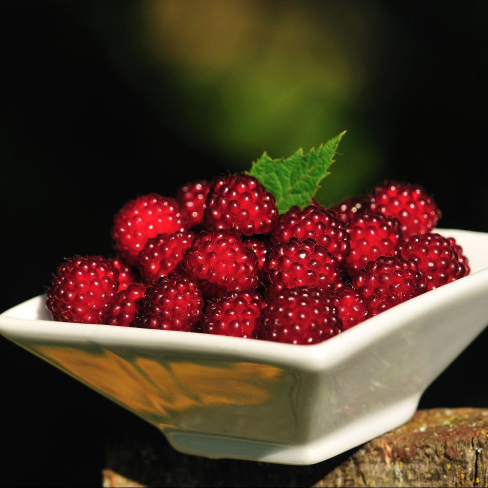 Thompson and Morgan Wineberry Plant Pot 2L 2 Pack Image 4