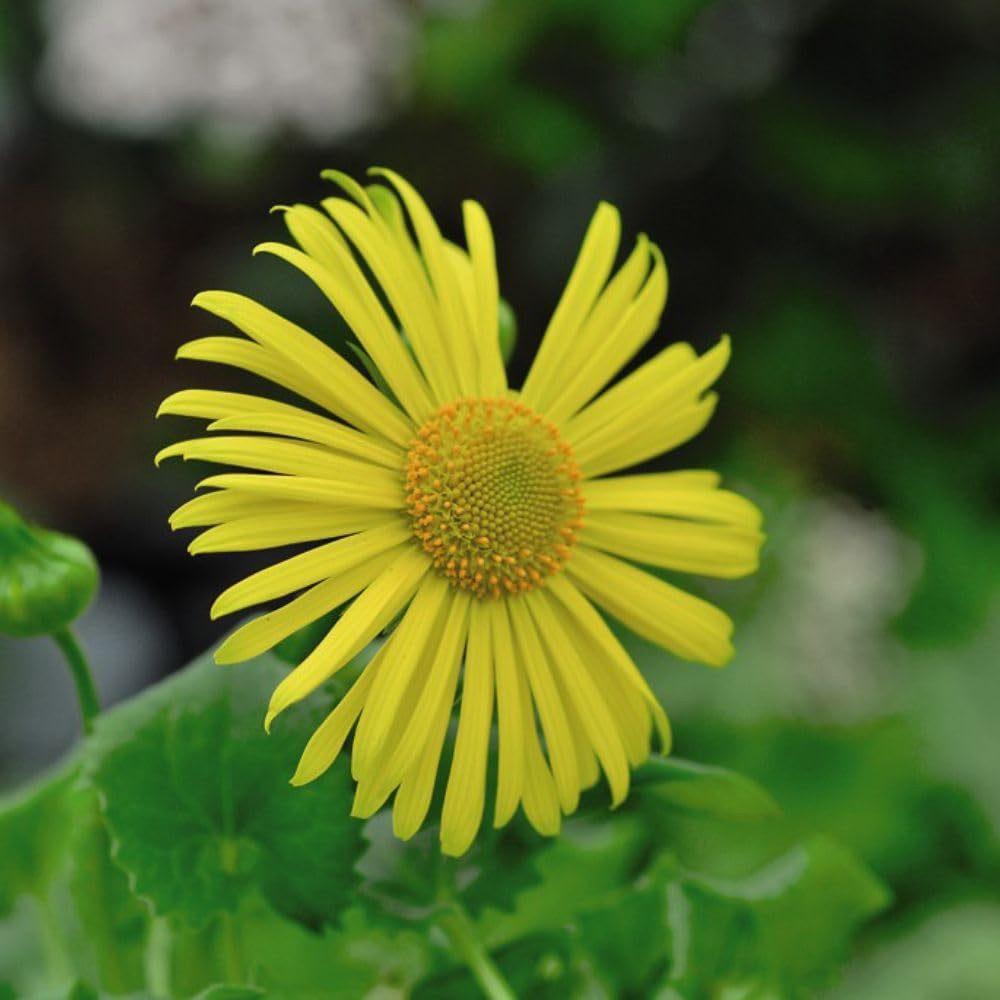 Thompson and Morgan Doronicum Little Leo Plant Pot 9cm Image 3