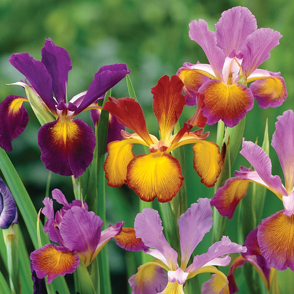 Thompson and Morgan Iris Metallic Mixture Autumn Planting Bulb 160 Pack Image 1