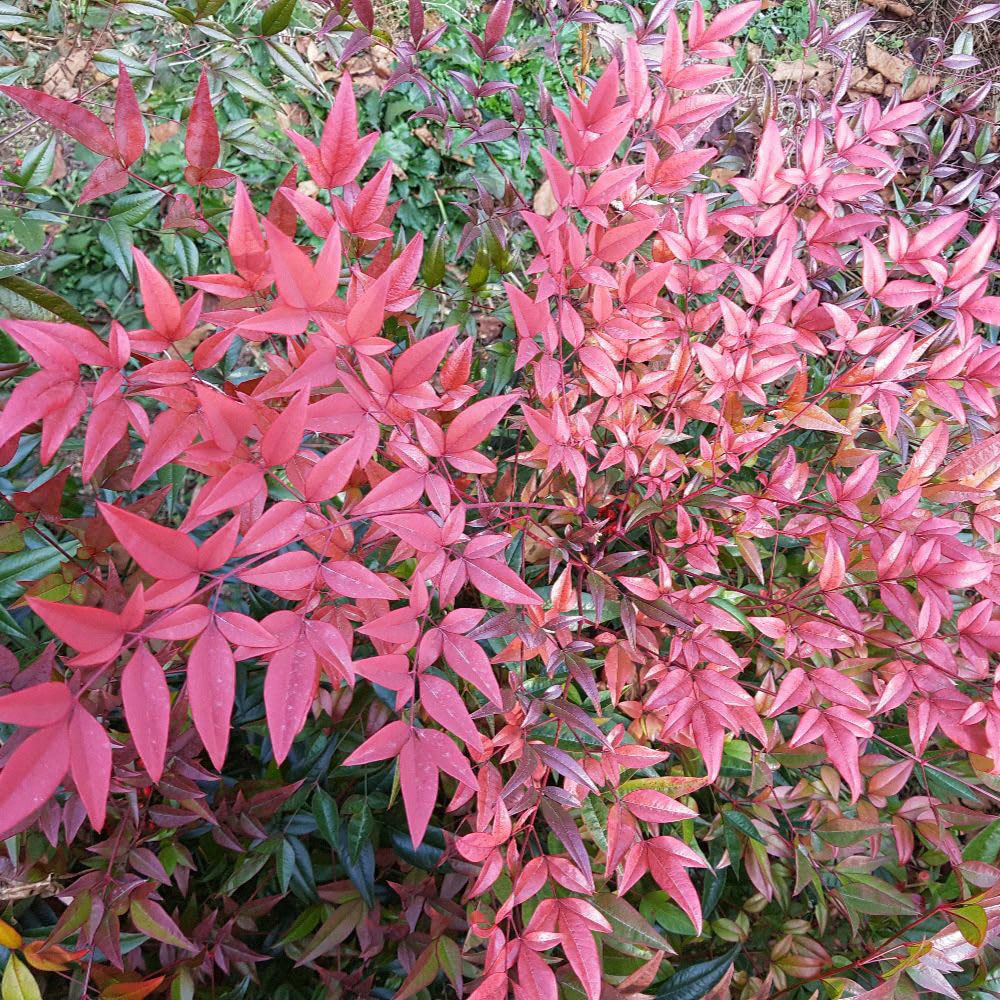 Thompson and Morgan Nandina Domestica Flirt Plant Pot 2L 2 Pack Image
