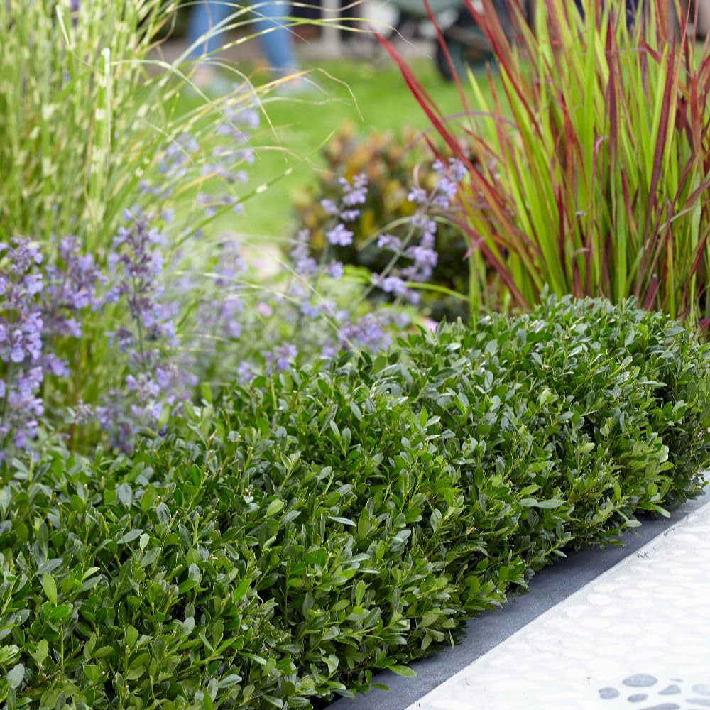 Thompson and Morgan Ilex Crenata Luxus Plant Pot 9cm 2 Pack Image 1
