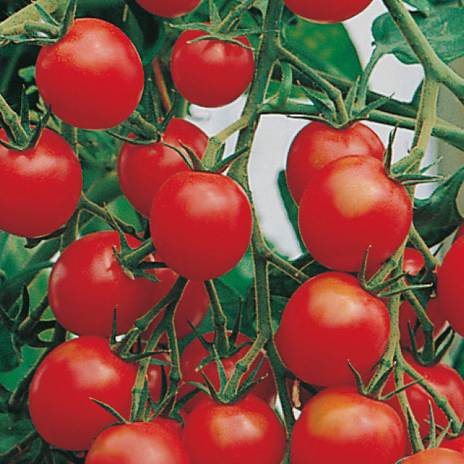Johnsons Gardener's Delight Tomato Seeds Image 1