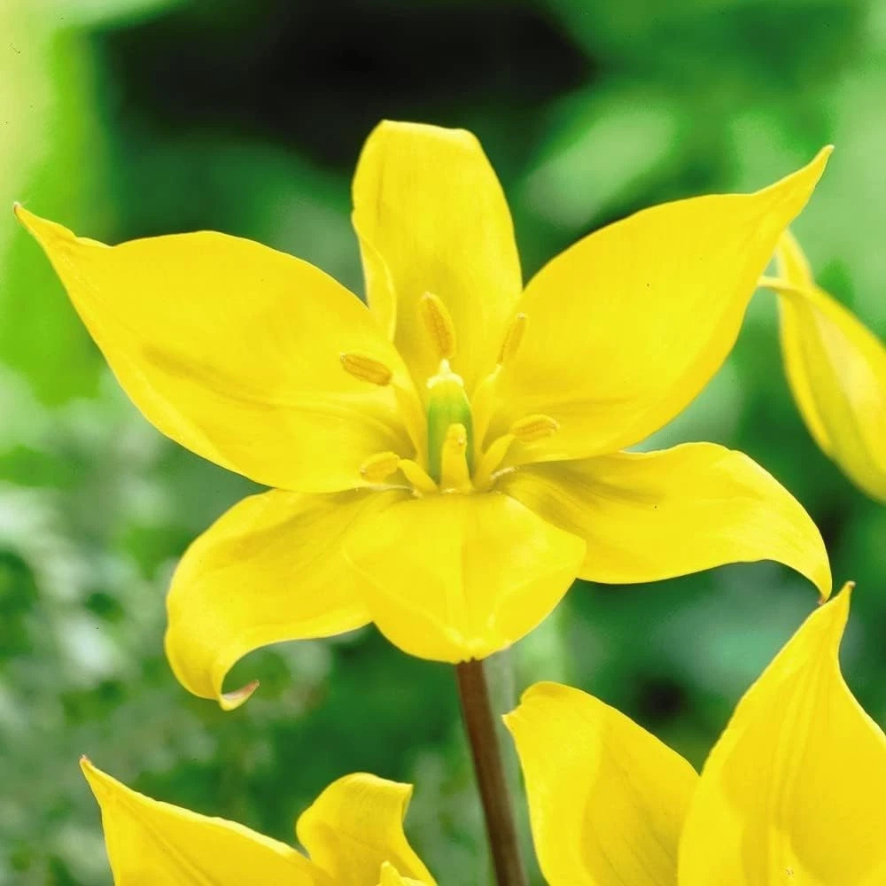 Thompson and Morgan Tulip Woodland Tulip Planting Bulb 16 Pack Image 1