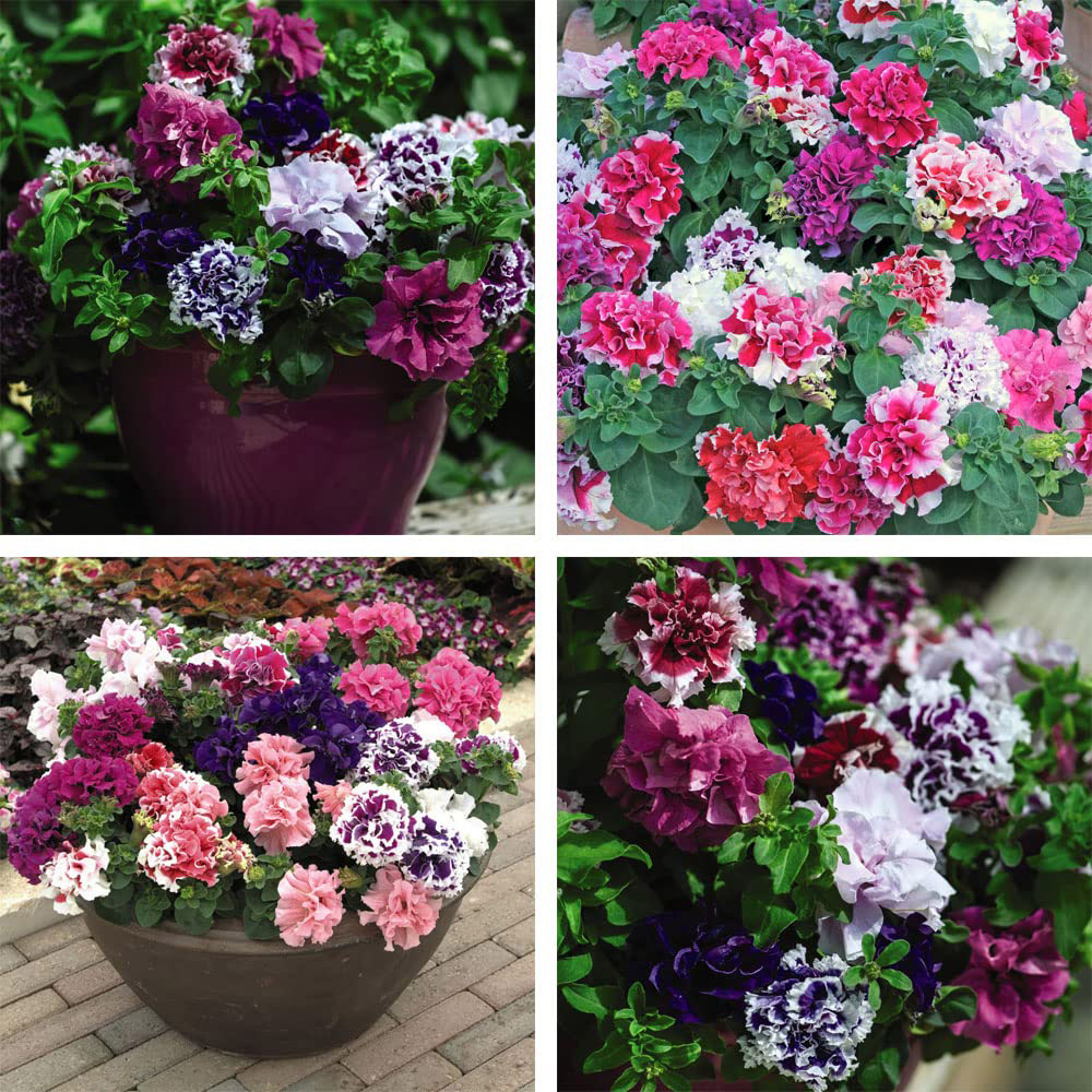 Thompson and Morgan Petunia Orchid Flowered Mix Garden Ready Plant 15 Pack Image 5