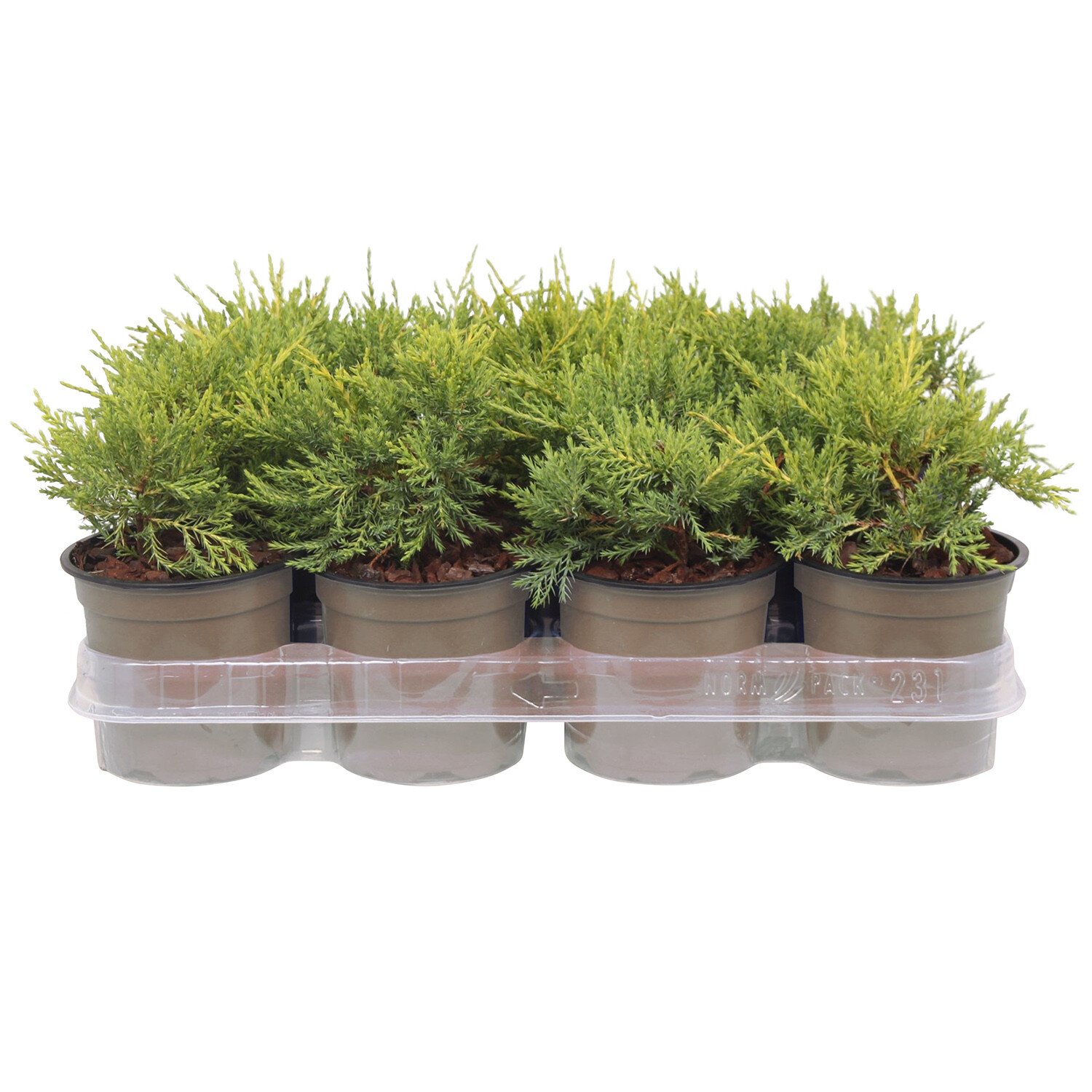 Juniperus x Pfitzeriana Gold Coast 11cm - Green Image