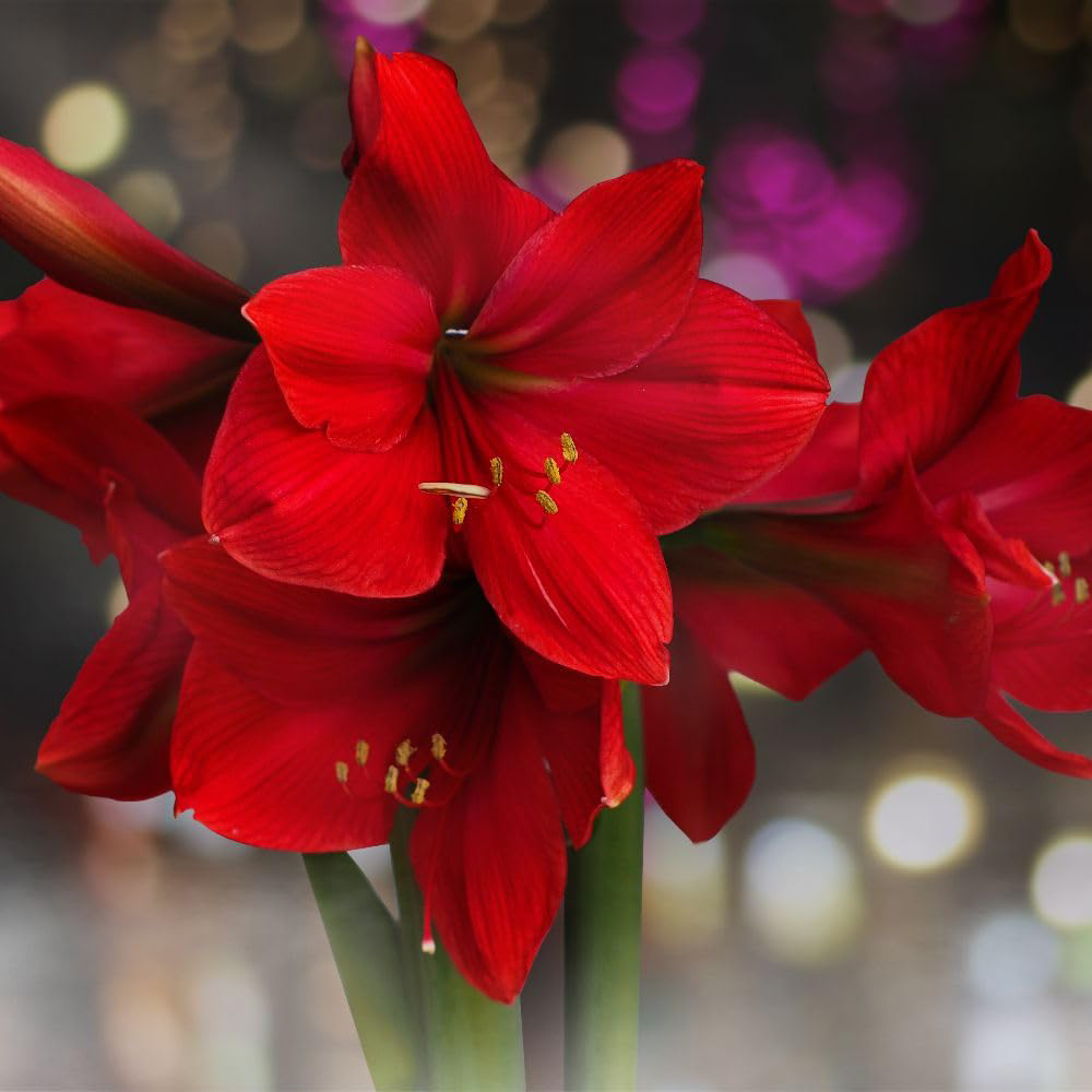 Thompson and Morgan Amaryllis Tabasco Bulb Image