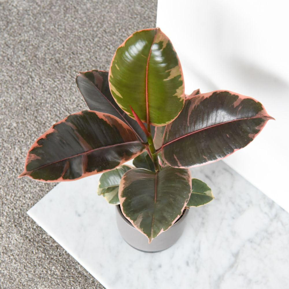 Thompson and Morgan Ficus Elastica Belize Plant Pot 12cm 2 Pack Image 4
