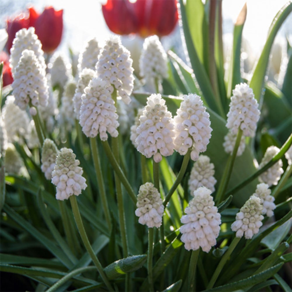 wilko White Muscari Planting Bulb 30 Pack Image 1