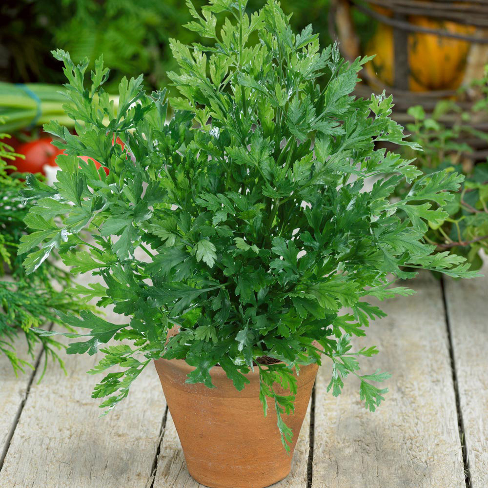 Thompson and Morgan Organic Herb Parsley Flat Leaved Seeds Image 2