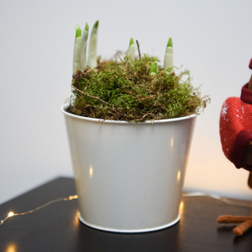 Thompson and Morgan Christmas Gift Narcissus Paperwhites Plant Pot 12cm 2 Pack Image 7