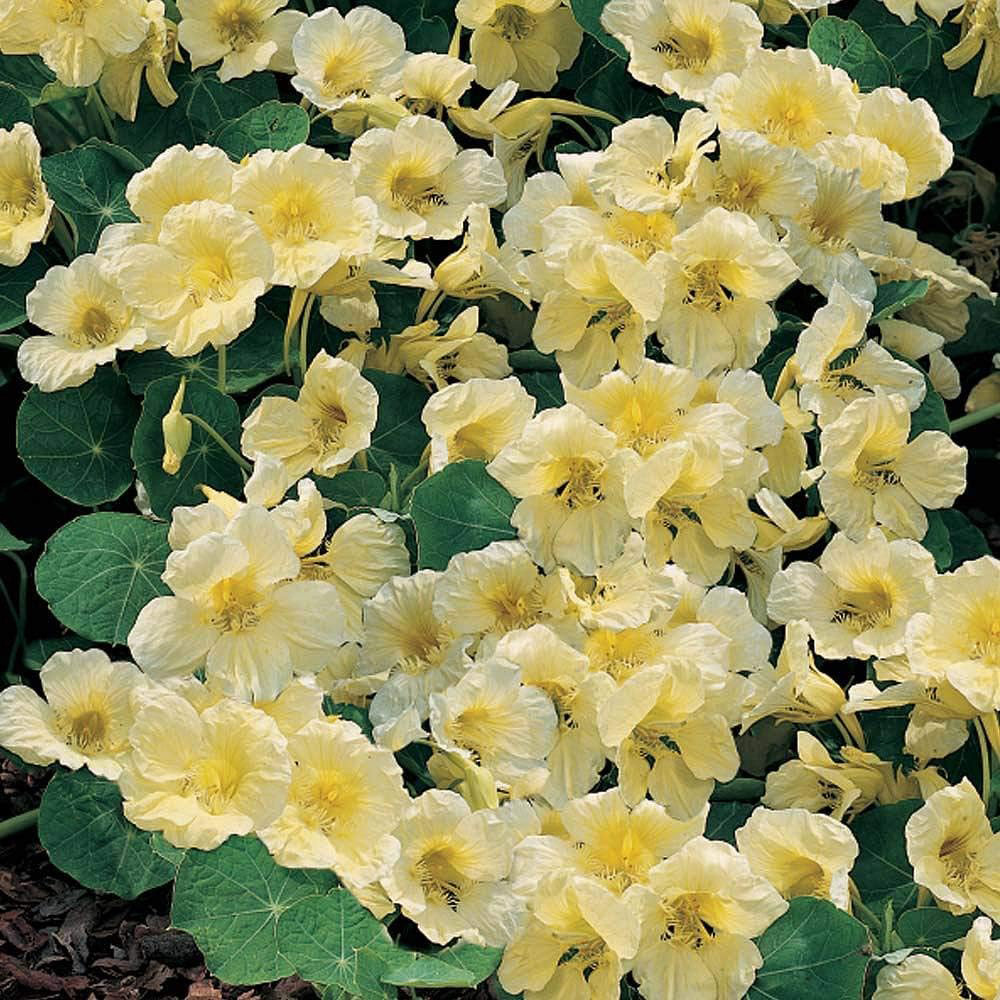 Thompson & Morgan Nasturtium Milkmaid 30 Seeds Packet Image 1