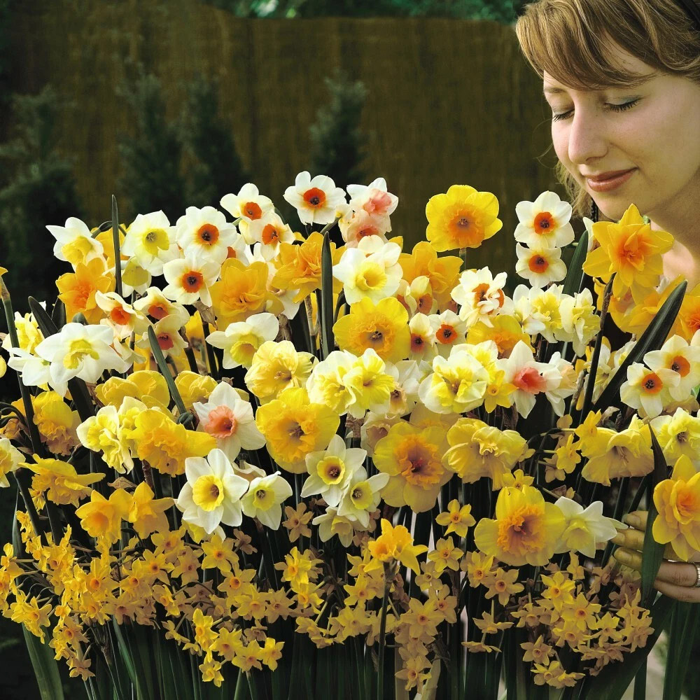 Thompson and Morgan Daffodil Sweet Aroma Mixed Spring Planting Bulb 16 Pack Image 5