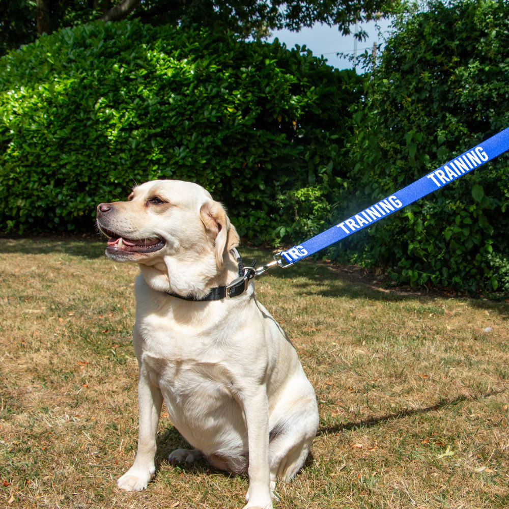 Training Awareness Dog Lead Blue Image 2