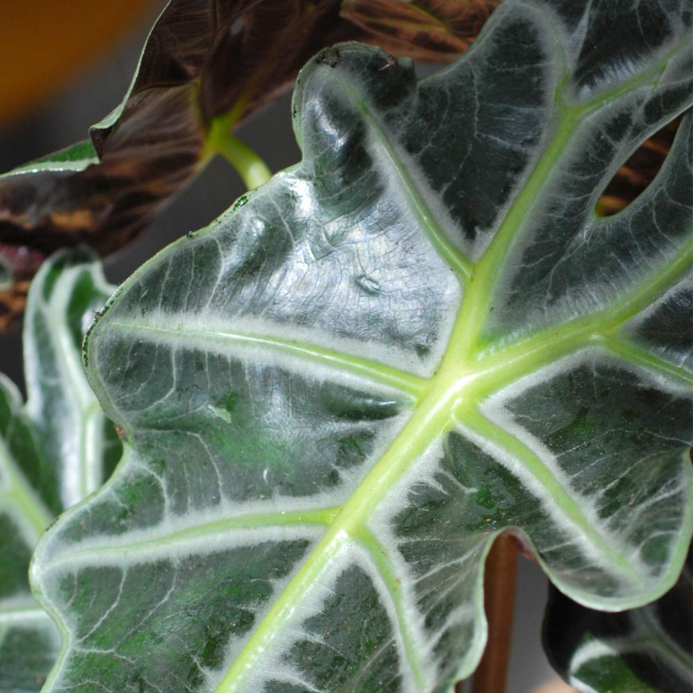 Thompson and Morgan Alocasia Amazonica Elephant Ear Plant Pot 12cm 2 Pack Image 3