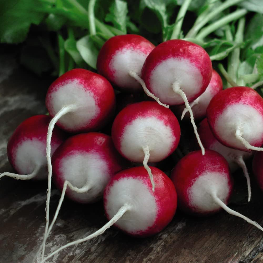 Thompson & Morgan Radish Poloneza 500 Seeds Packet Image