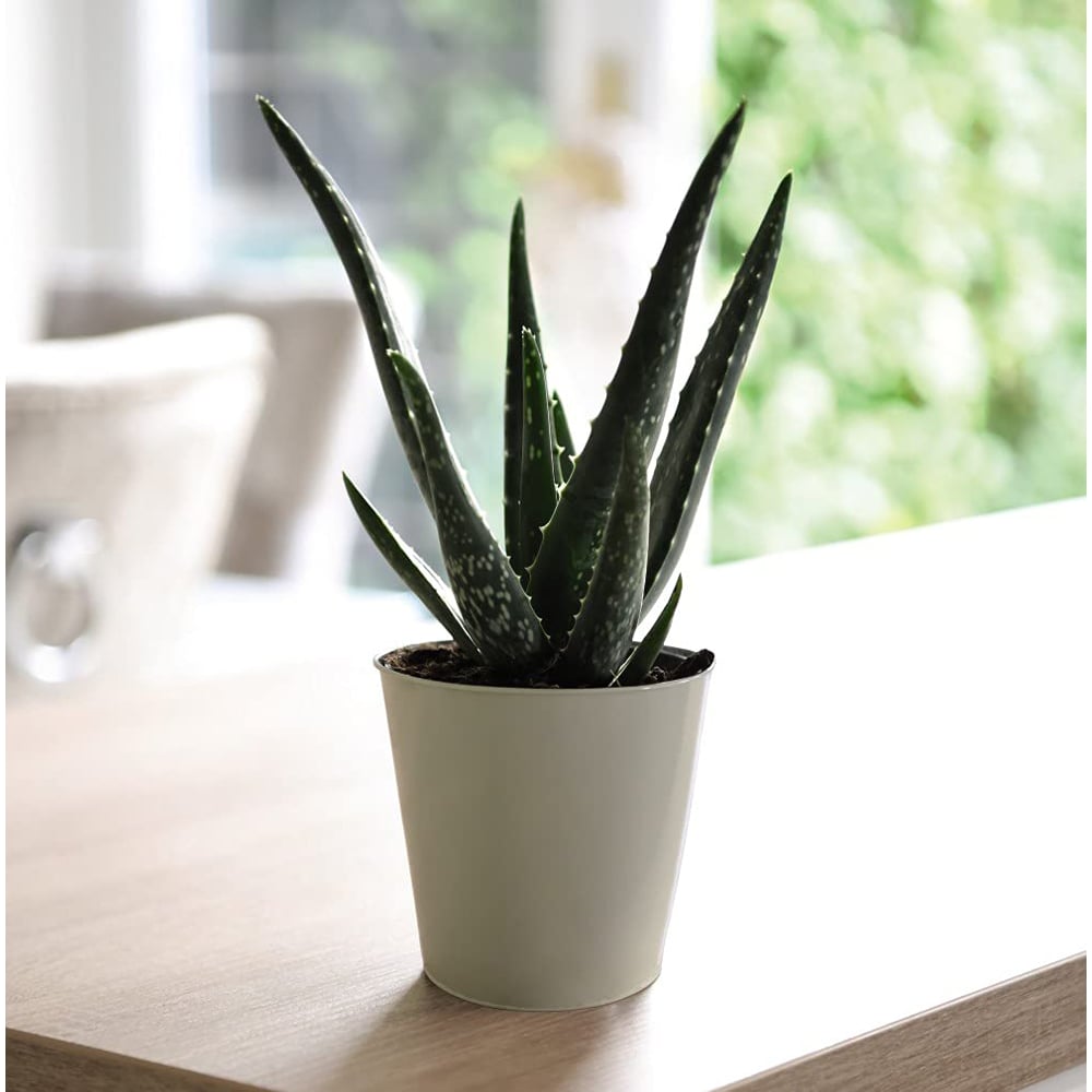 Thompson & Morgan Aloe Vera Potted Plant 2 Pack Image 4