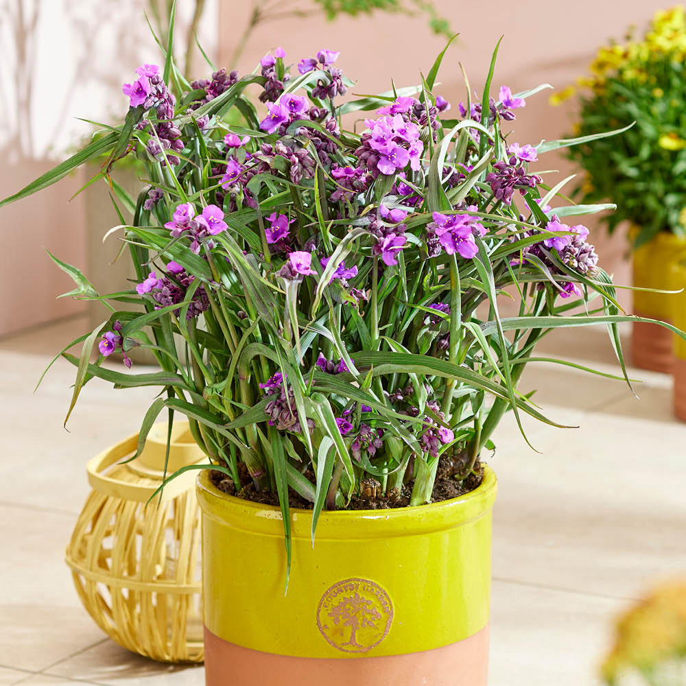 YouGarden Spiderwort Tradescantia Brainstorm Plant Pot 9cm 3 Pack Image 2