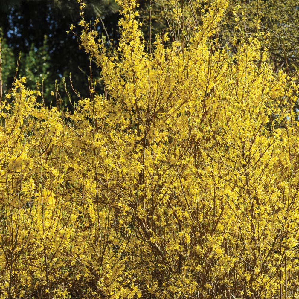 Thompson and Morgan Forsythia Goldrush Plant Pot 9cm Image 2
