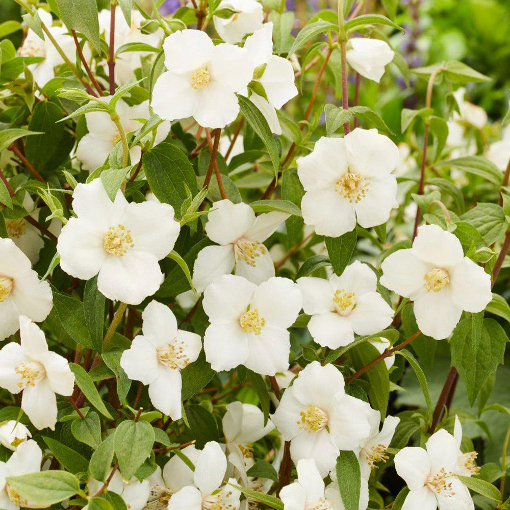 Thompson and Morgan Philadelphus Petite Perfume White Plant Pot 9cm 3 Pack Image 2