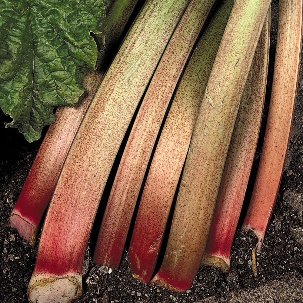 Thompson & Morgan Rheum Victoria Single Budded Bare Root Plant Image