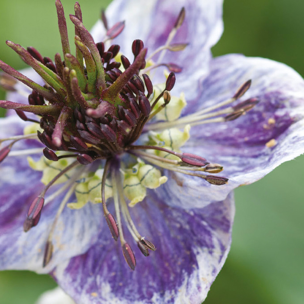 Pack of Nigella Delft Blue Flower Seeds Image 2