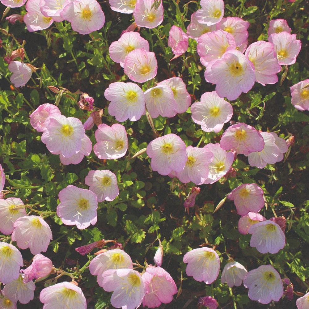 Thompson and Morgan Evening Primrose Pink Petticoats 99P Finished Seed Packet Image 2