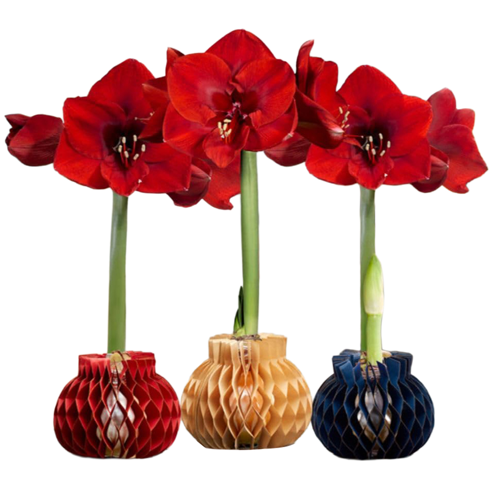 Thompson and Morgan Red Amaryllis Jolie Planting Bulb in Mix Sleeve 3 Pack Image 2