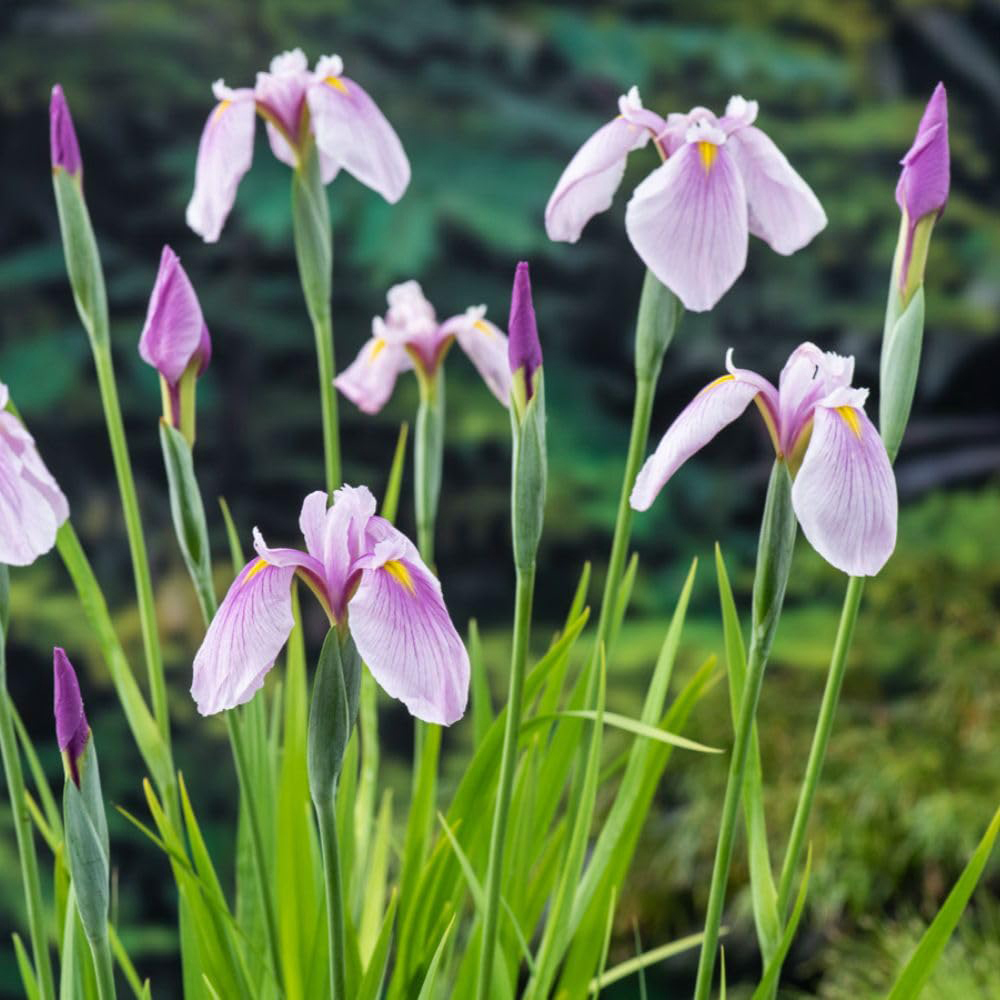 Thompson and Morgan Iris Laevigata Pink Queen Plant Pot 9cm Image 1
