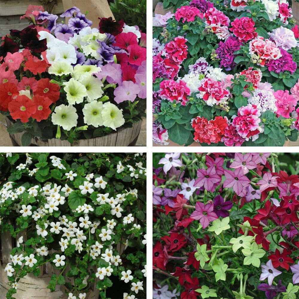 Thompson and Morgan Bumper Garden Collection Plant Plug 144 Pack Image 4