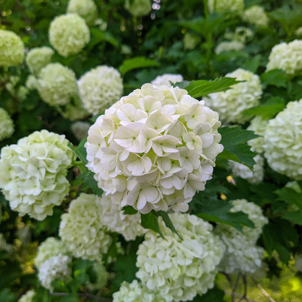 YouGarden Snowball Tree Viburnum Opulus Roseum Plant Pot 2L Image 2