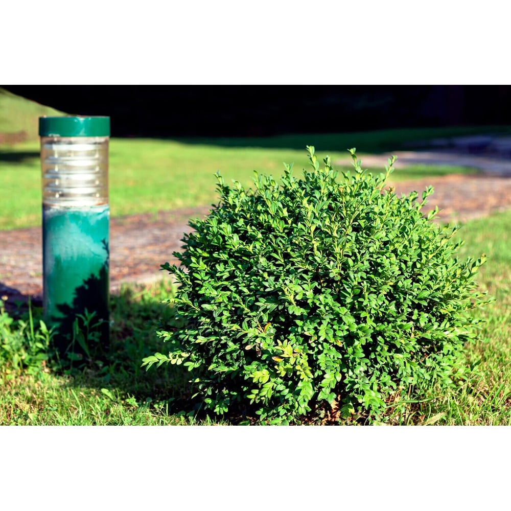 Inspirational Gifting Ilex Crenata Green Hedge Plant 20-30cm 5 Pack Image 4