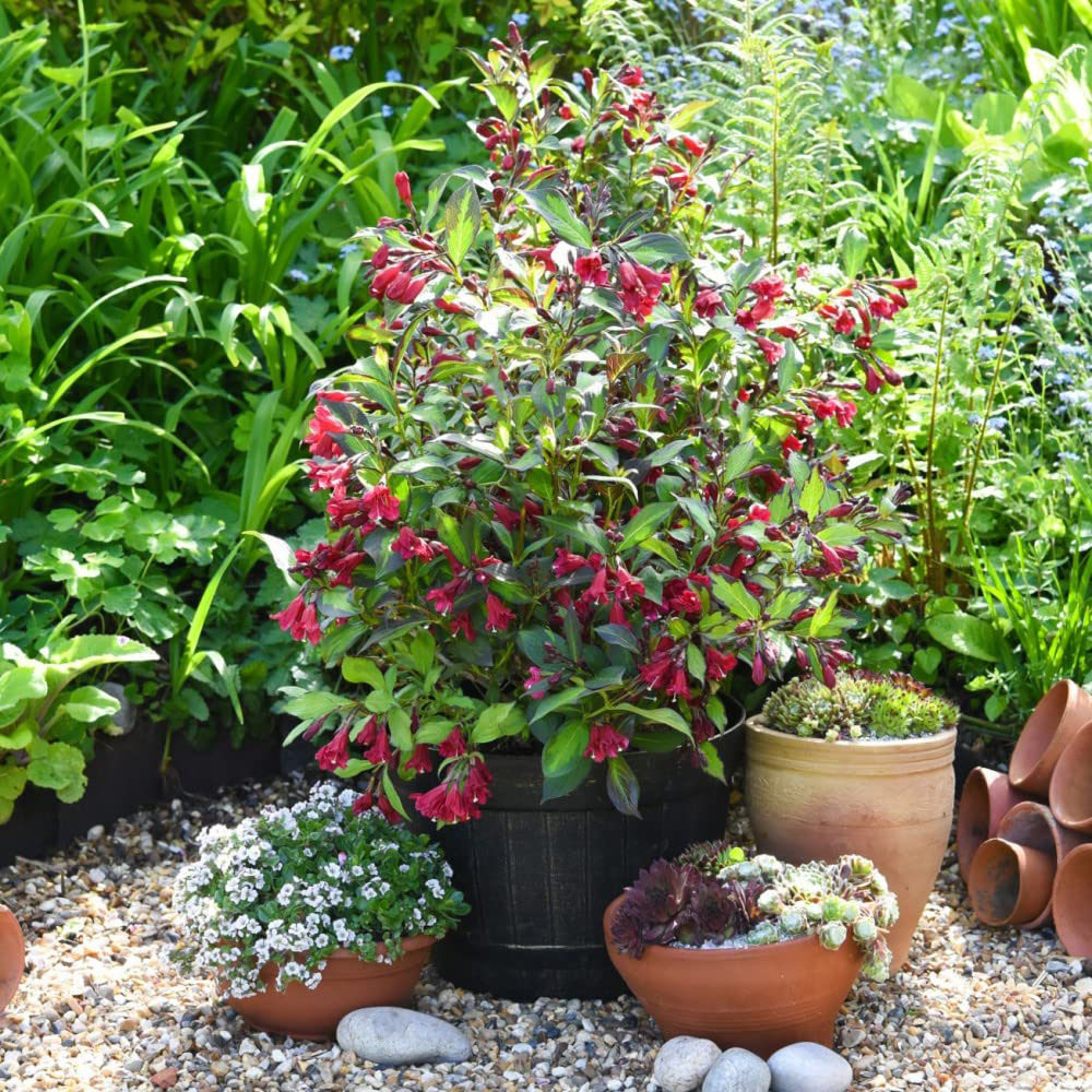 Thompson and Morgan Weigela Camouflage Plant Pot 9cm Image 2