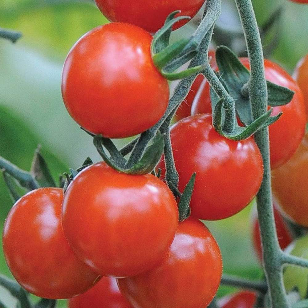 Thompson and Morgan Tomato Sweet Aperitif Seeds Image 1