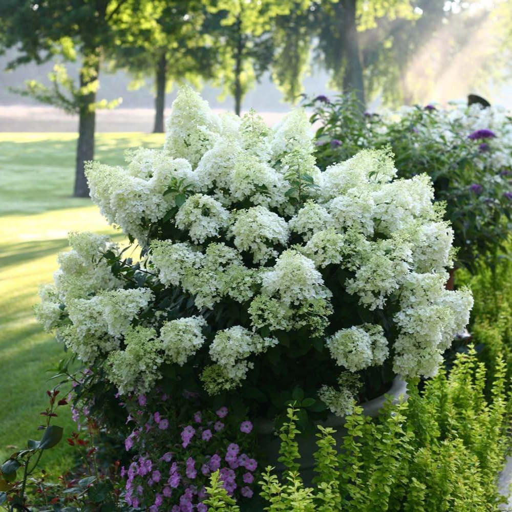 Thompson and Morgan Hydrangea Bobo Plant Pot 25L Image 2