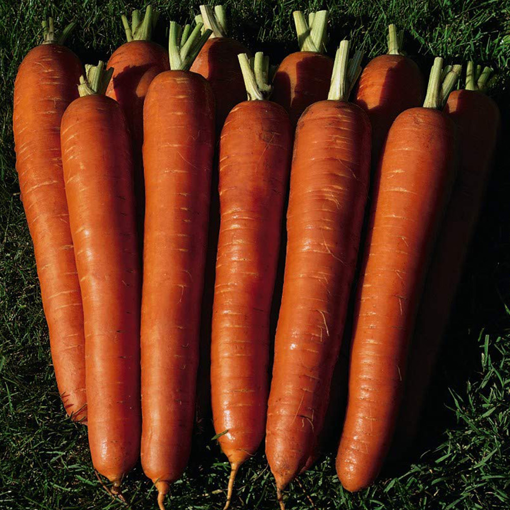 Thompson & Morgan F1 Hybrid Carrot Bangor Seed Packet Image 1